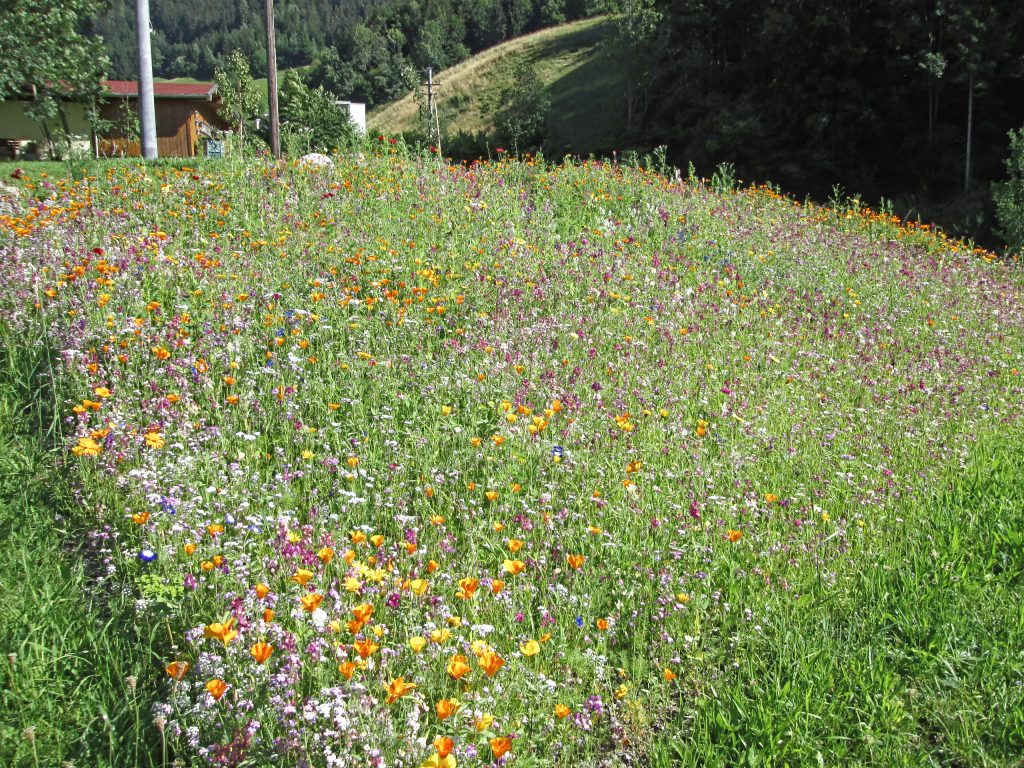 Blumenwiese im Jenbacher 