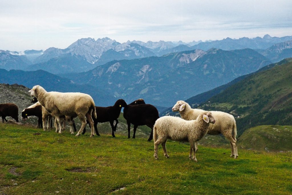 Schafe in der Kreuzeckgruppe. Foto: Petra Jens