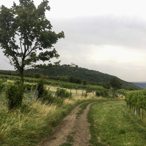 Weingärten mit Blick zum Leopoldsberg