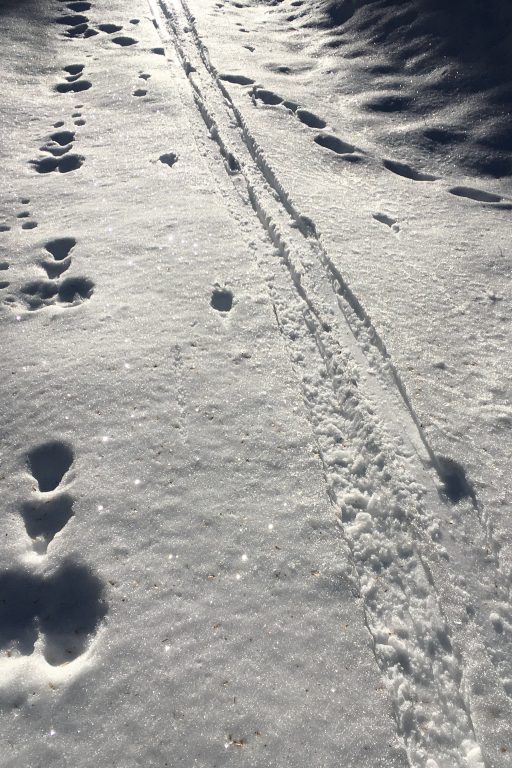 Spuren im Schnee, meine kommen auch noch dazu. Fotos Veronika Schöll