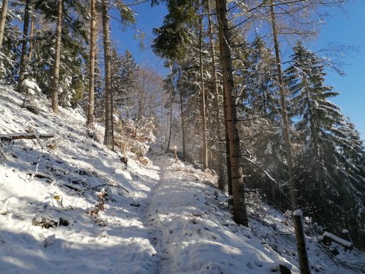 Aufstieg über den Ostrücken des Türnitzer Högers. Foto: Peter Ofner