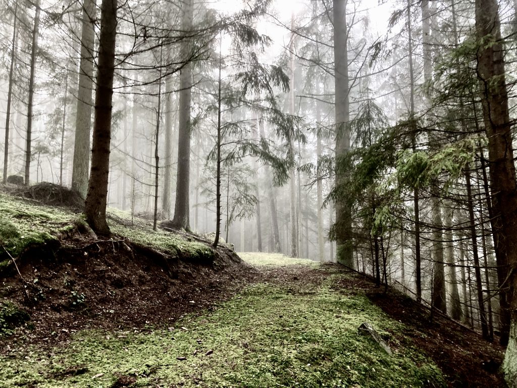 Dieser Wald ist sehr schön aufgeräumt. Foto: Stefan Hochhold