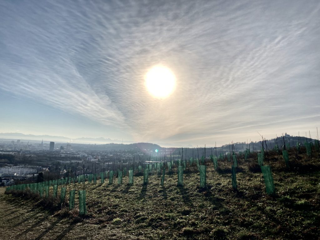 Großartige Aussicht vom Gründberg aus. Erinnert mit den Weinreben ein bisschen an den Wiener Kahlenberg. Foto: Stefan Hochhold
