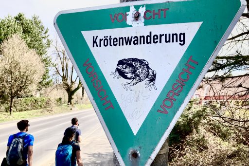 Krötenwanderung am Pöstlingberg. Foto: Stefan Hochhold