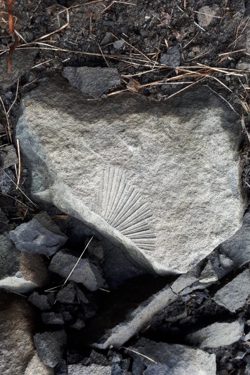Fossilien. Foto: Konrad Gwiggner