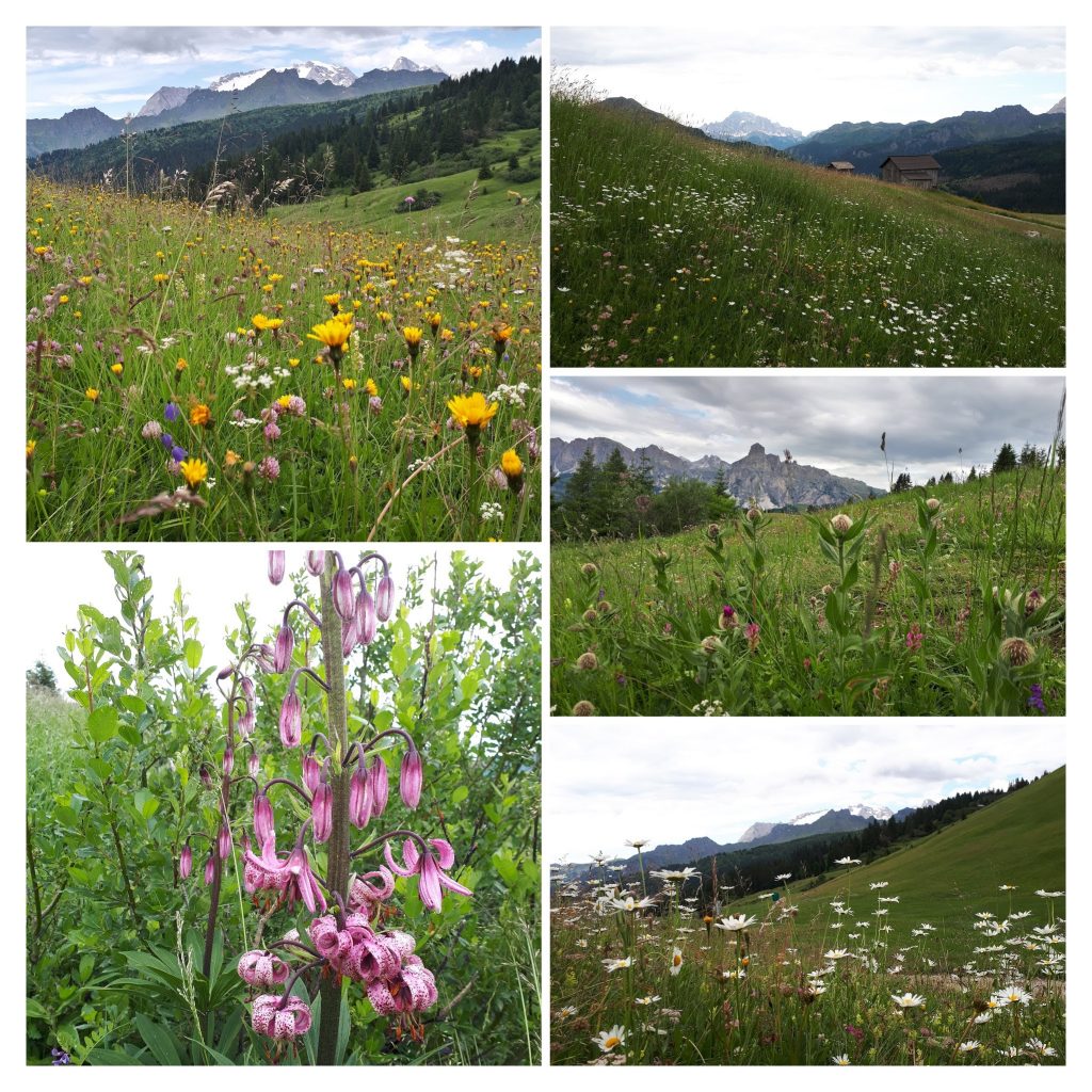 Blumenvielfalt im Skigebiet Pralongiá. Foto: Konrad Gwiggner