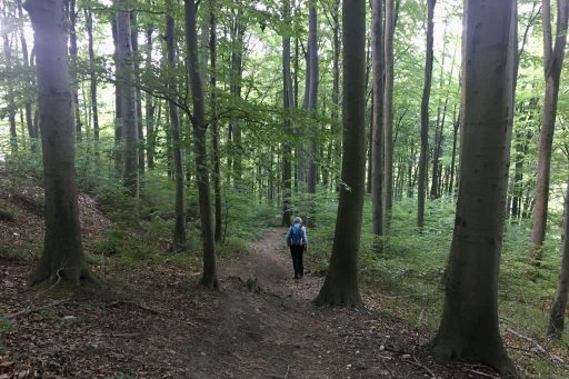 Wald und Wiesen am Weg zur Windischhütte, Fotos: Veronika Schöll