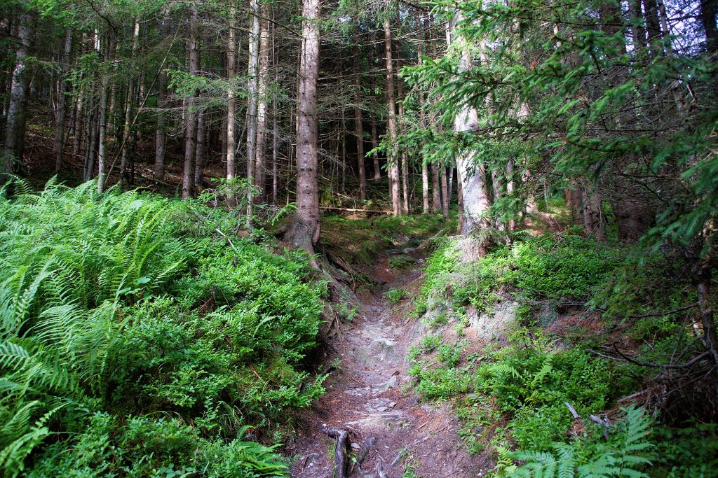 Steigerl im Wald. Foto: Franz Haas