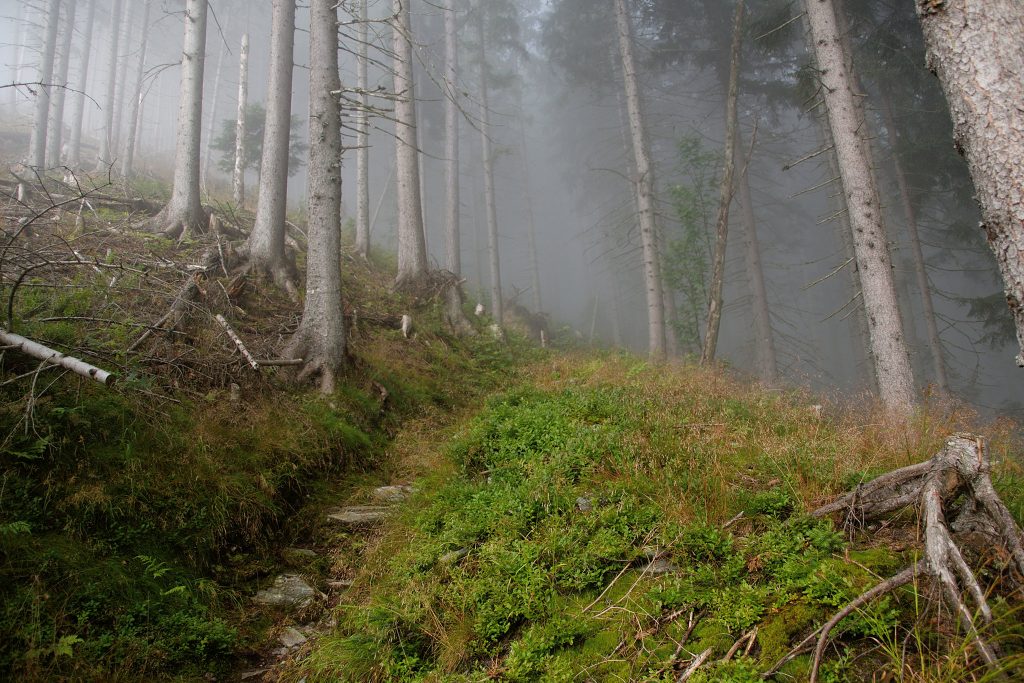 Nebel im Wald und der Versuch der Sonne sich durchzusetzen. Foto: Franz Haas