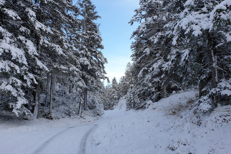 Verschneiter Waldweg. Foto: Markus Büchler