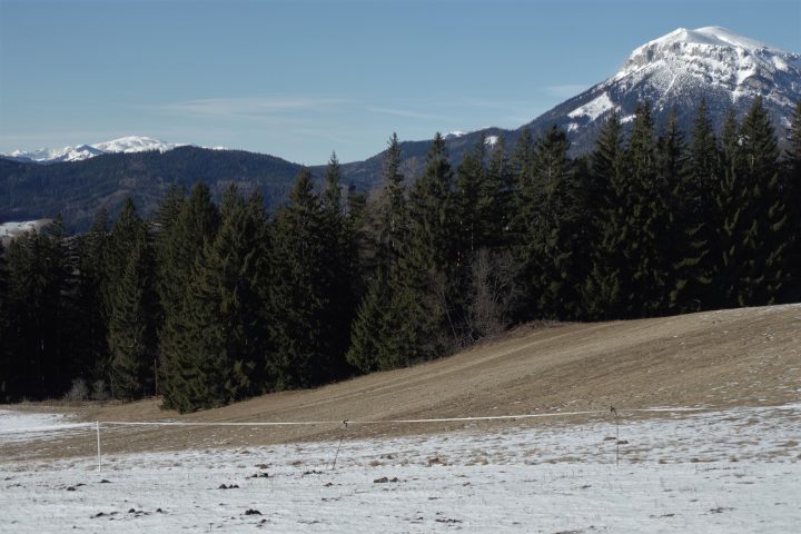 Wiesen mit glitzender Schneeauflage 2. Foto: Gerold Petritsch
