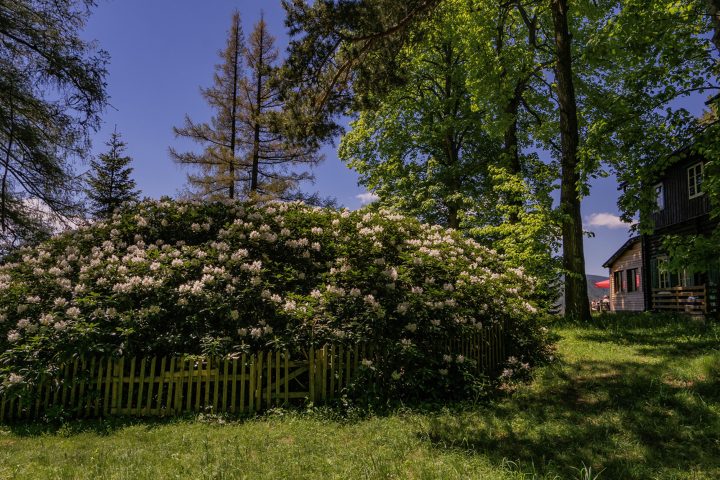 Größter Rhododendron Europas. Foto: Gerold Petritsch