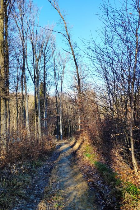 Schöner Waldweg. Foto: Birgit Matzinger