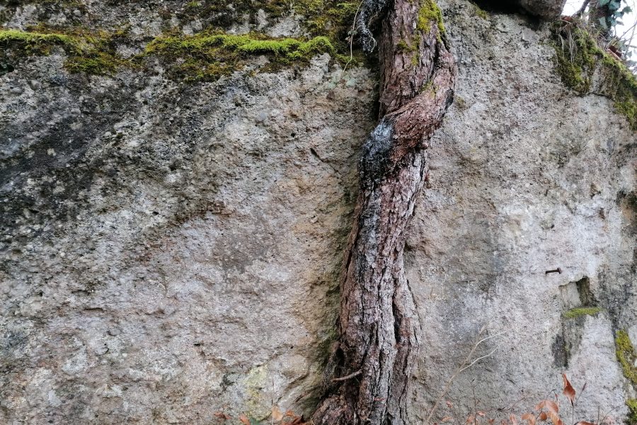 Fels-Baum-Impression auf der Aussichtskanzel. Foto Sarah Pallauf