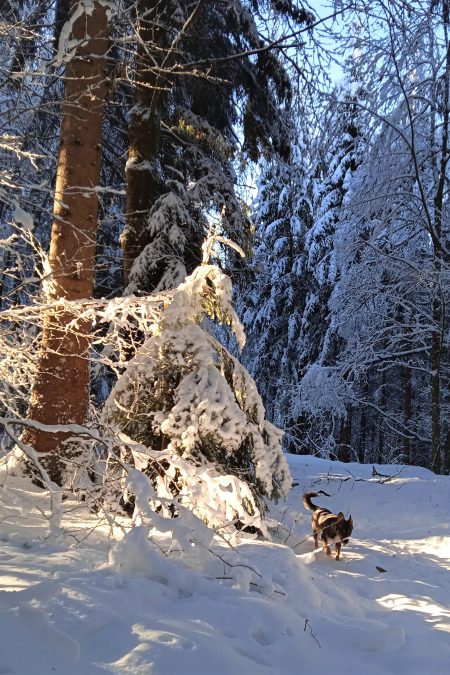 Sonne und Schnee, ein Traumtag. Foto: Birgit Frank