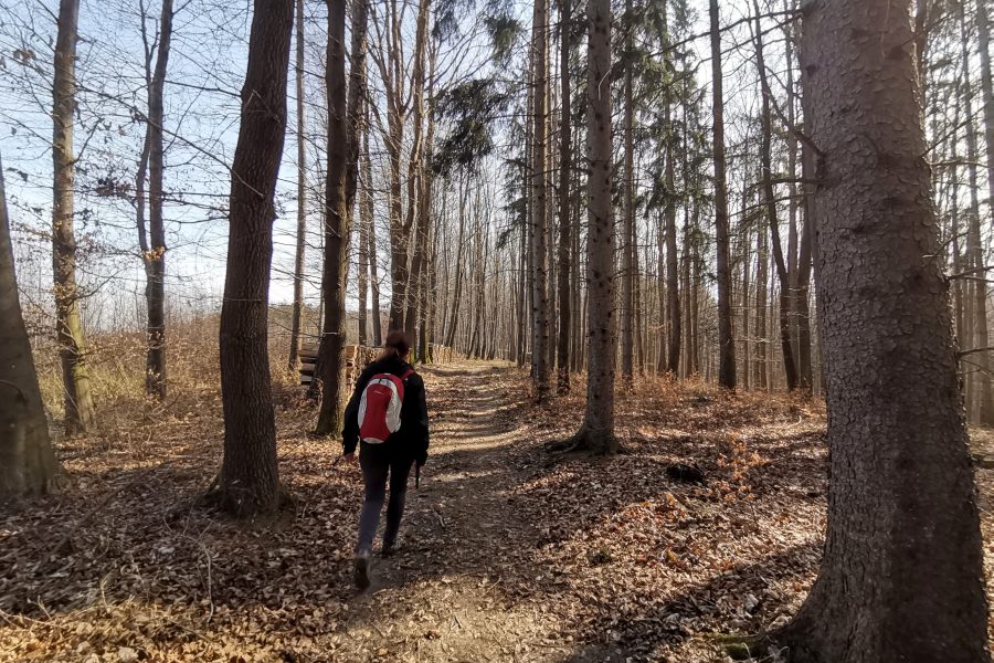 Ein sonniges Waldstück macht das Gehen leicht. Foto Veronika Schöll