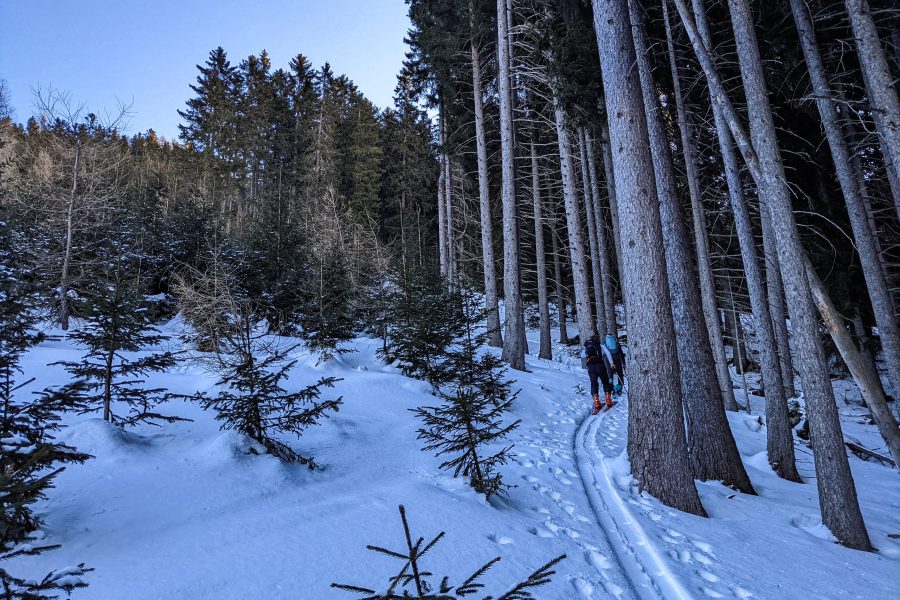Gerade genug Schnee für einen Aufstieg zwischen den Bäumen, trotzdem eine angenehme Abwechslung zur Forststraße. Foto: Protect Our Winters Austria