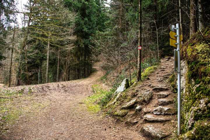 Waldweg entlang des Pesenbachs. Foto: E. M. Ginal