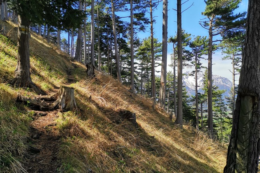 Waldsteig auf den Himberg. Foto Veronika Schöll