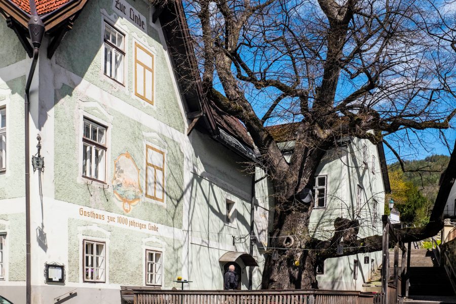Gasthaus zur 1.000-jährigen Linde. Foto: Birgit Reiter