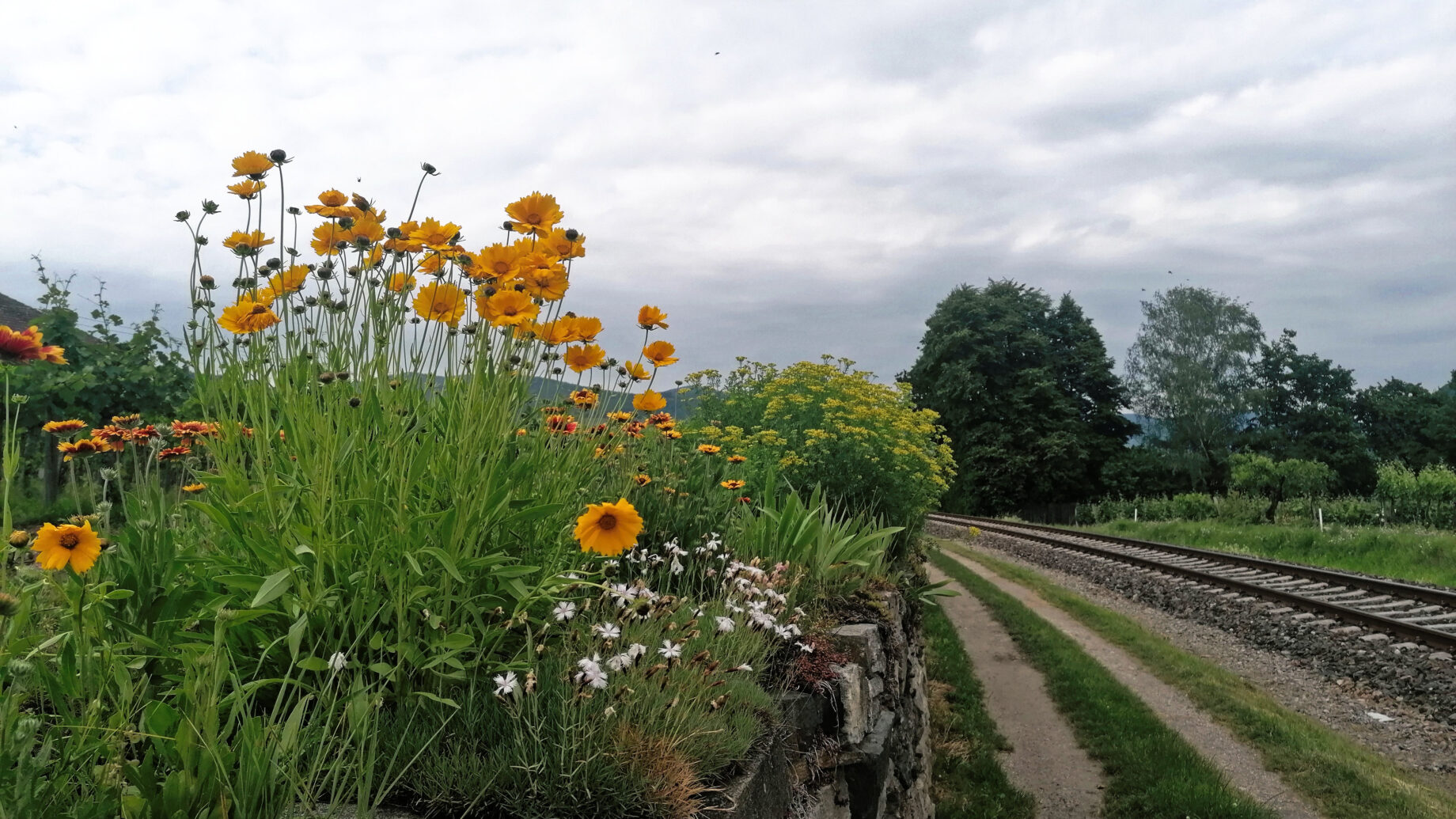 Abenimpression: Zug und Blumen. Foto: Sarah Pallauf