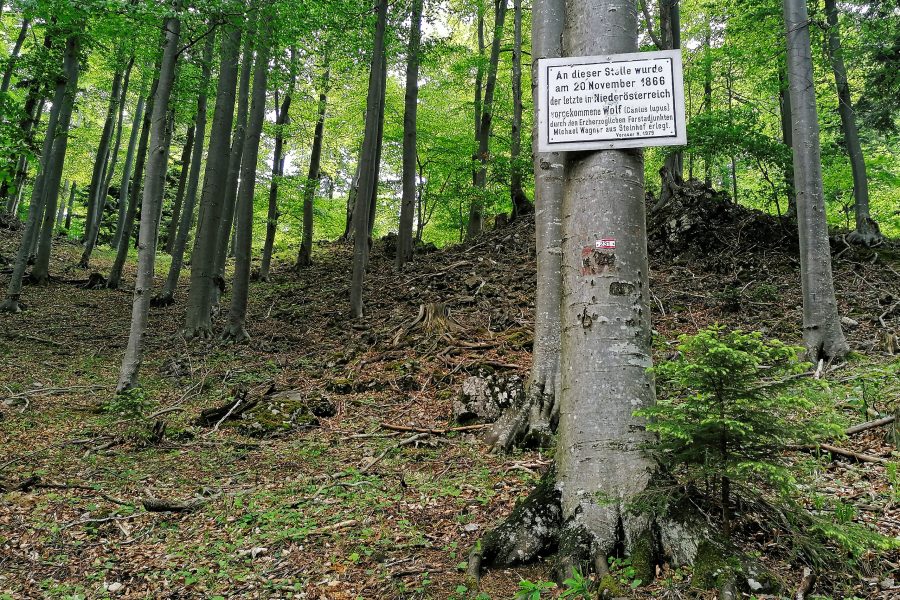 Traurige Erinnerung an den letzten Wolf Niederösterreichs. Foto: Sarah Pallauf
