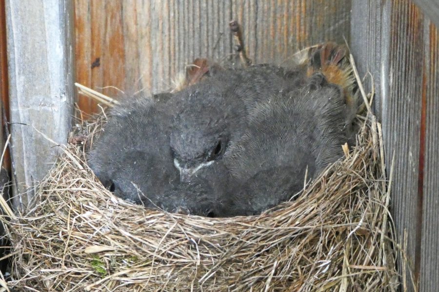 Gartenrotschwanz-Nest. Foto: Karl Plohovich