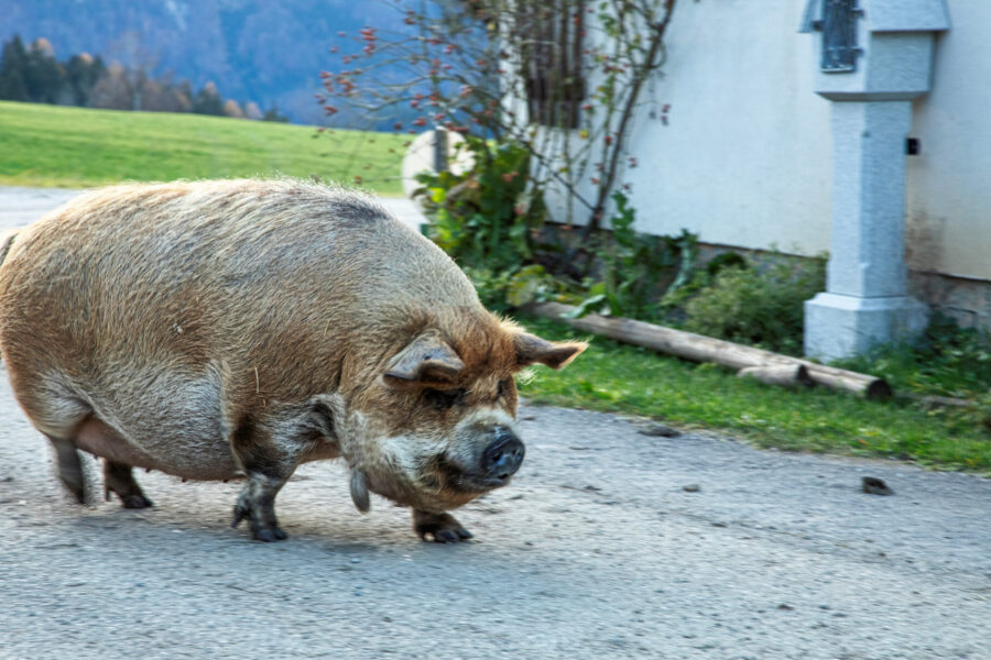 Das Hausschwein vom Sturmgut. Foto: Eva Maria Ginal