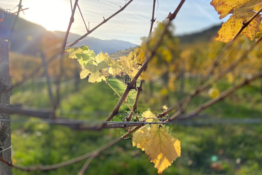 Herbstliches Weinlaub. Foto Verena Hirzenberger