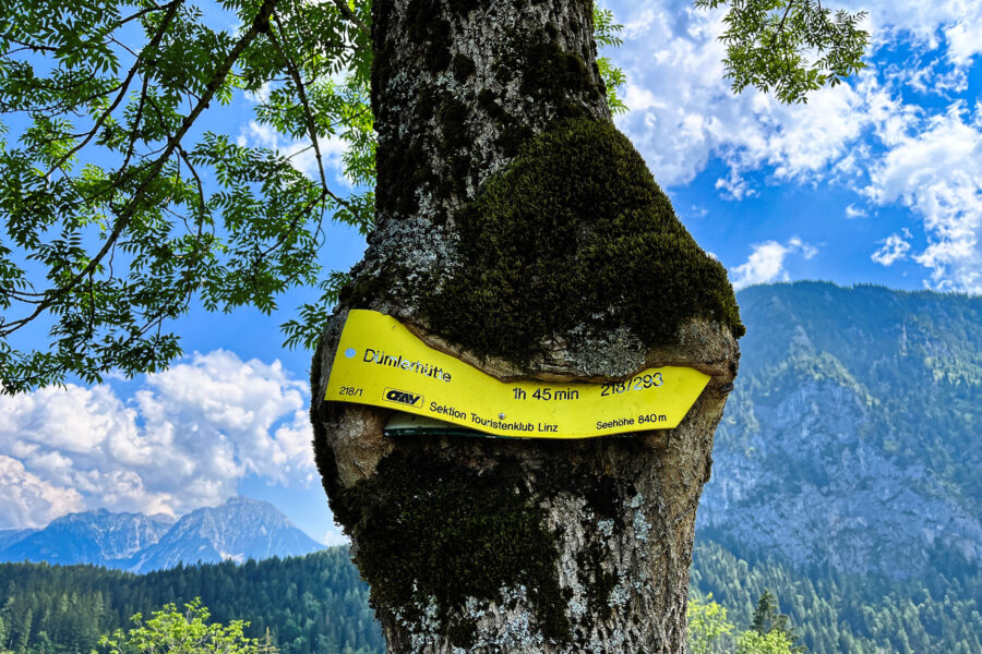 Wegweiser zur Dümlerhütte oder der hungrige Baum. Foto: Birgit Matzinger