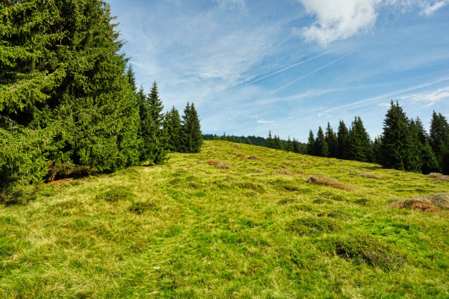 Almboden unterhalb der Geierkogelhütte. Foto: Alpenverein Saalfelden
