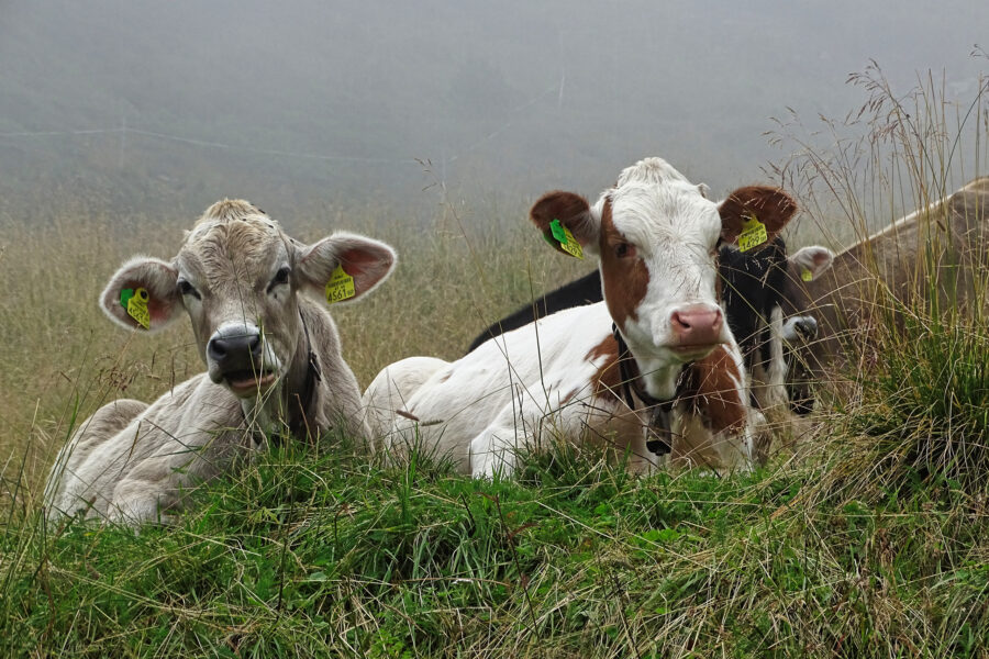Auf Weidegebieten trifft man meist Weidetiere. Diese Kühe lassen sich beim Wiederkäuen nicht von uns stören, ausweichen tun wir ihnen dennoch. Foto: Protect Our Winters Austria