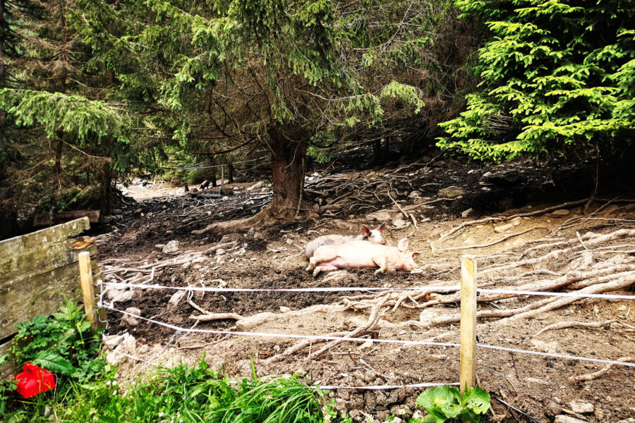 Almschweine kurz vor der Peeralm. Foto: Tourismusverband Wipptal