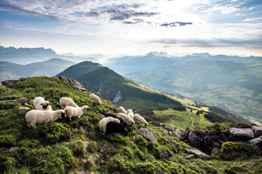 Auch die Schafe fühlen sich am Gampenkogel sichtlich wohl. Foto: Mathäus Gartner, TVB Kitzbüheler Alpen - Brixental