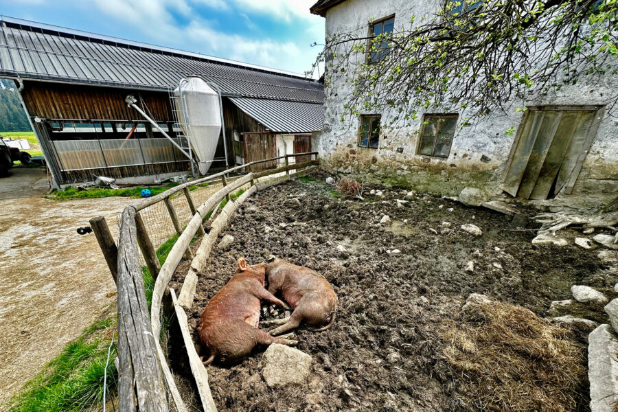 Saumäßig romantisch: Ein Mittagsschläfchen zu zweit: Schweine bei Eisenhut. Foto: Stefan Hochhold