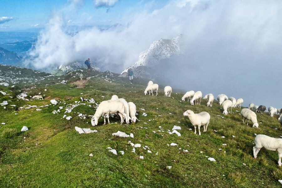 Schafe am Hochstuhl. Foto: Martin Heppner