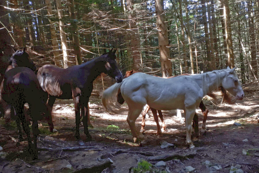 Pferdeherde im Wald vor Valvasorjev dom pod Stolom. Foto: Martin Heppner