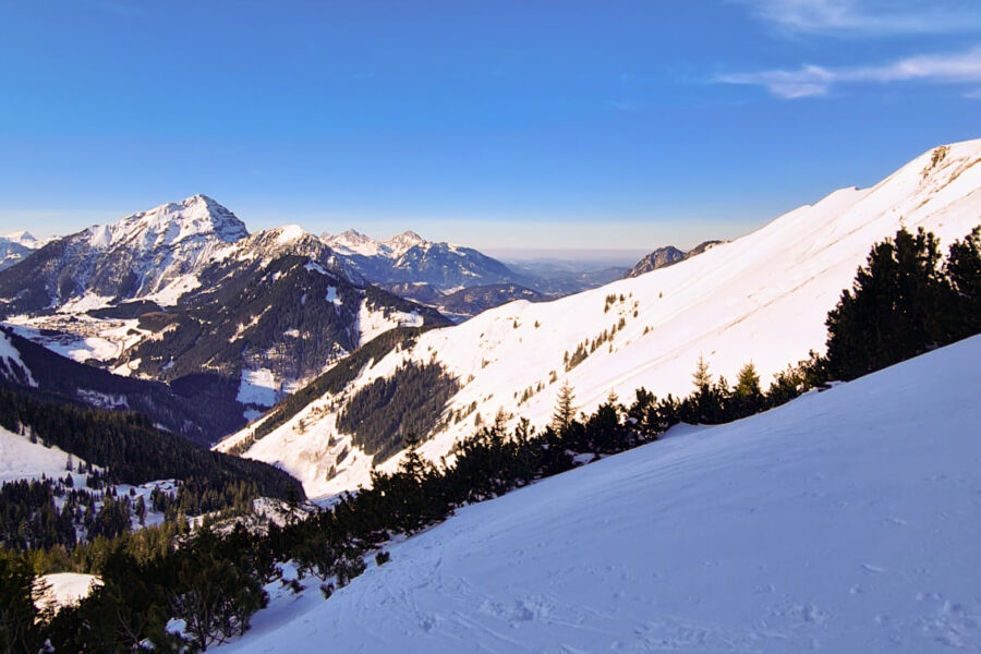 Steilere Hänge mit Latschen bewaldet finden sich am Kamm kurz vor dem Gipfel. Foto: Felix Berg