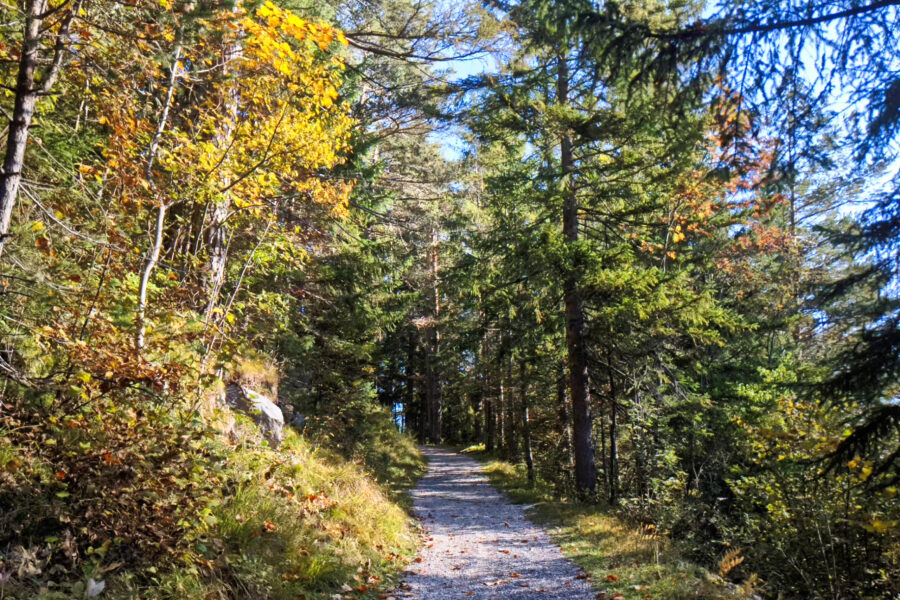 Ein gemütlicher Spazierweg führt von Biberwier in den leicht herbstlichen Wald hinein! Foto: Thomas Obermair