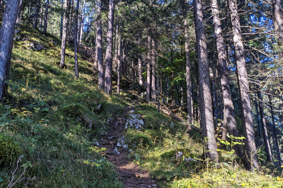 Der Weg verändert sich, vom Kies zum wurzeldurchsetzten Waldboden. Foto: Thomas Obermair