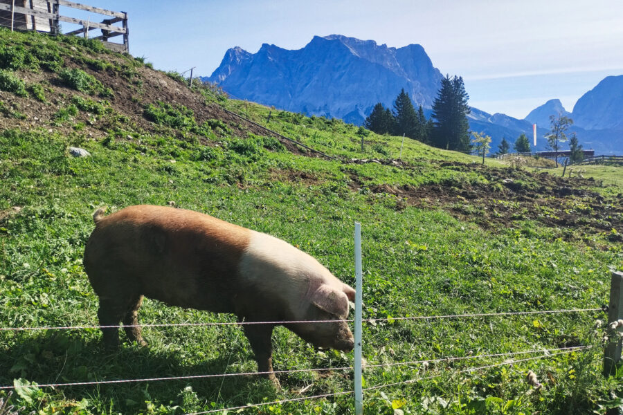 Ein Almschwein auf der Tuftlalm. Foto: Nikolaus Vogl