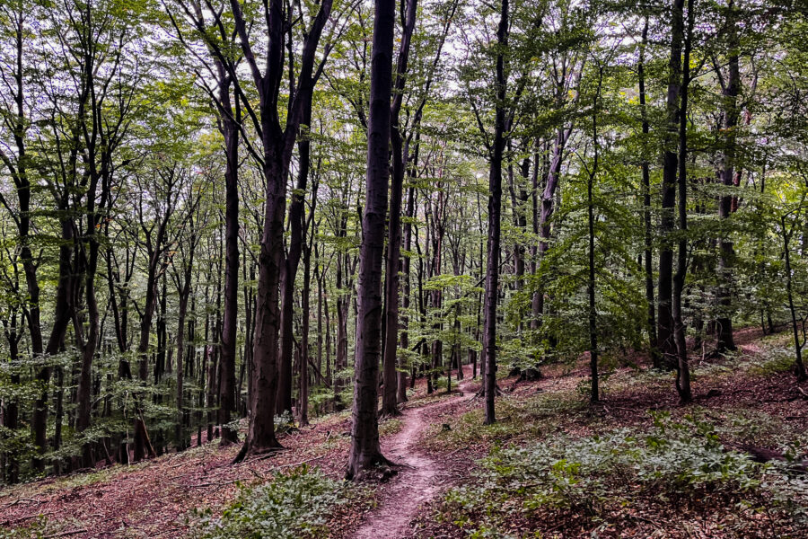 Wunderschöner Waldweg. Foto Birgit Matzinger