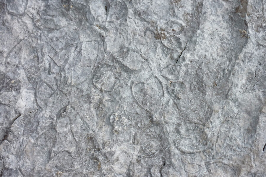 Ein weiteres (fossiles) Fundstück am Wegesrand! Foto: Siebenbrunner, POW AT