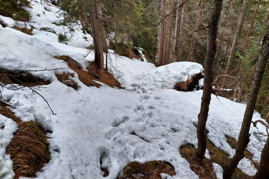 Abstieg nach Pürgg, zum Teil steil bergab und schneebedeckt. Foto: Alice Frischherz