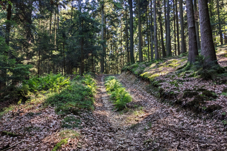 Ein klein wenig bergauf geht es auch im Hausruckwald, einem Wald mit aktiver Vegetation! Foto: Thomas Obermair