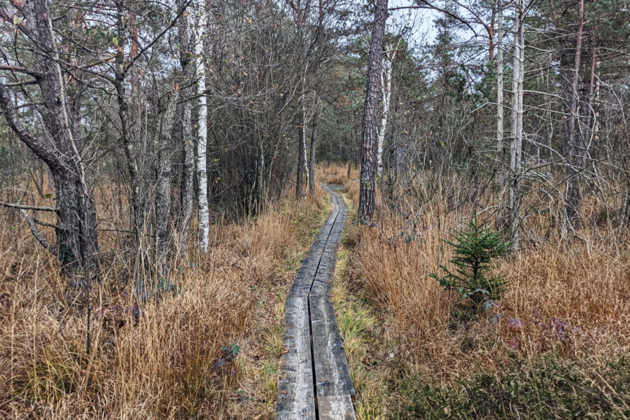 Und dieser kurze Abschnitt erinnert wahrlich an die vielen Wanderwege durch skandinavische Feuchtgebiete, man fühlt sich wie weit, weit weg im Urlaub! Foto: Thomas Obermair
