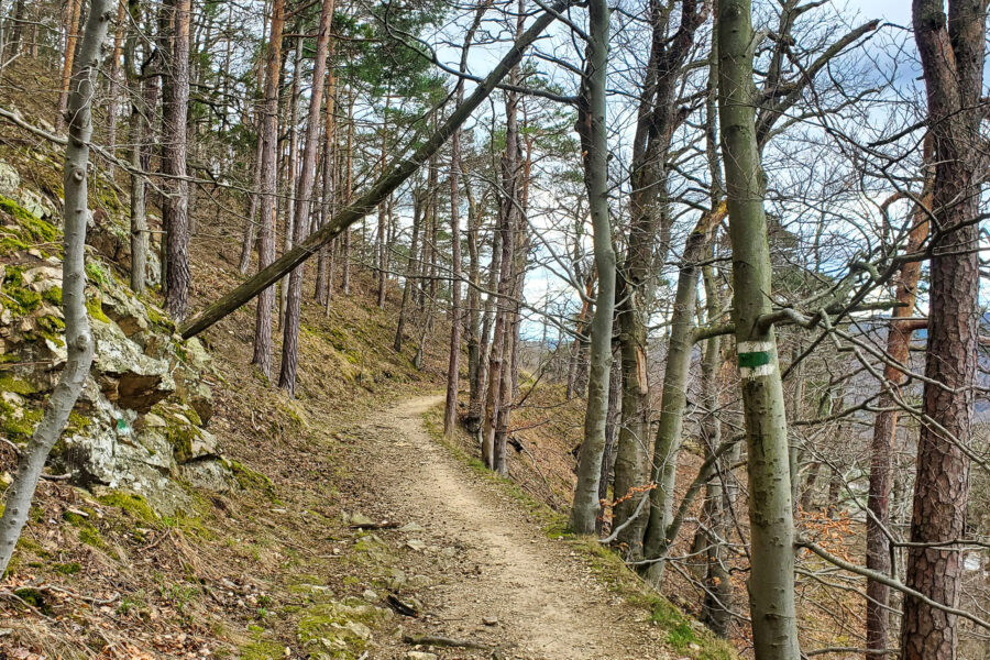 Der Weg nach unten Richtung Burgruine Dürnstein (Grüne Markierung) – hier noch nicht steil und steinig. Foto: Linda Prähauser