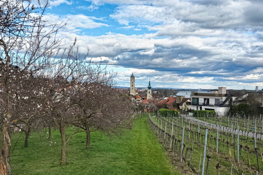 Marillenblüte und Weinstöcke; im Hintergrund unser Ziel – Krems. Foto: Linda Prähauser