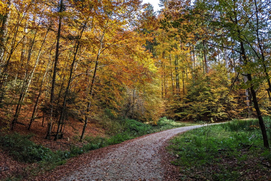 Okay, es gibt ein zweites Herbstwald-Foto! Die Entscheidung war zu schwer. Foto: Thomas Obermair