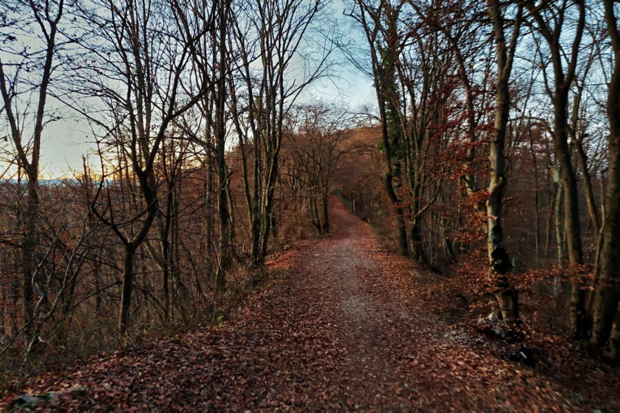 Breiter Wanderweg in Richtung Buchkogel. Foto: Alice Frischherz